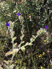 Anchusa hybrida