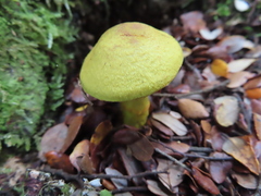 Cortinarius canarius