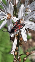 Zygaena corsica