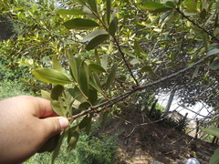 Sideroxylon persimile subsessiliflorum