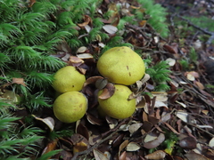Cortinarius canarius