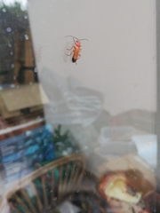 Rhagonycha fulva