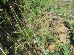 Vicia nervata