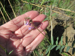 Vicia nervata