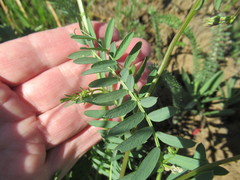 Vicia nervata