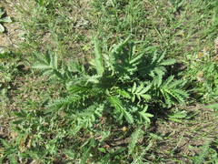 Potentilla longifolia