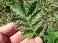 Potentilla longifolia