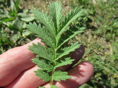 Potentilla longifolia