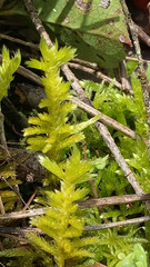 Homalothecium megaptilum