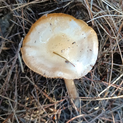 Cortinarius austroalbidus