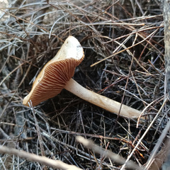 Cortinarius austroalbidus