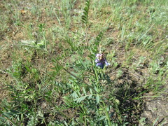 Vicia nervata