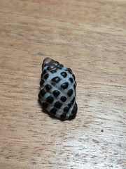 Tenguella marginalba