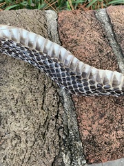 Pseudechis porphyriacus