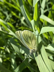 Pieris marginalis