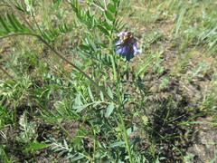 Vicia nervata