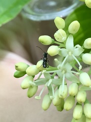 Molorchus bimaculatus