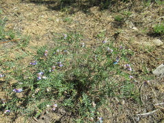 Vicia nervata