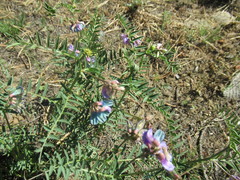 Vicia nervata