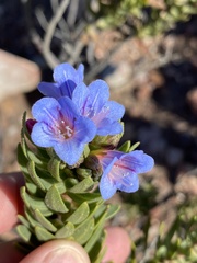 Lobostemon marlothii