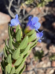 Lobostemon marlothii