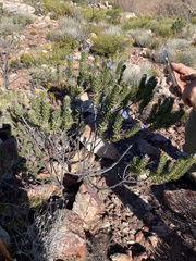 Lobostemon marlothii