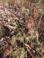 Arctium × nothum