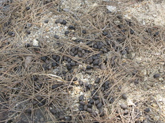 Naemorhedus caudatus