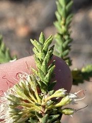 Agathosma roodebergensis
