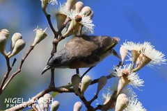 Conopophila albogularis