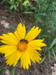 Odontocorynus
