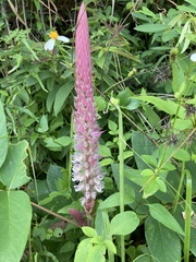 Uraria crinita