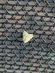 Tolpia conscitulana