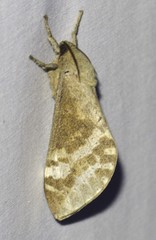 Oxycanus beltista