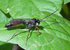 Limneriini