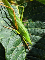 Pseudorhynchus selonis