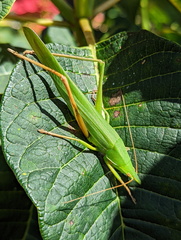 Pseudorhynchus selonis
