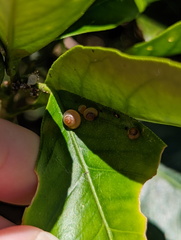 Coneuplecta