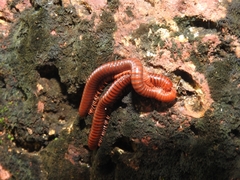 Trigoniulus corallinus