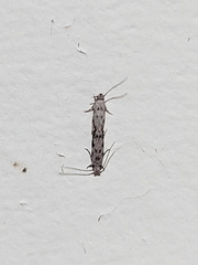 Erechthias zebrina