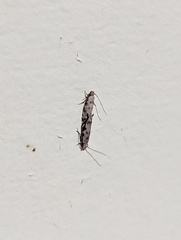 Erechthias zebrina