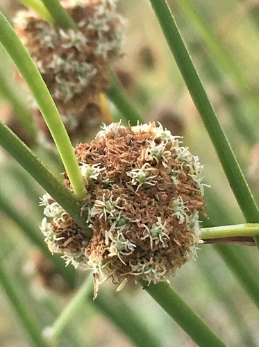 Scirpoides holoschoenus ssp. thunbergii