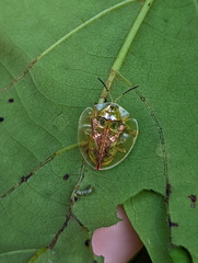 Emdenia maxima