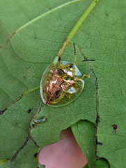 Emdenia maxima