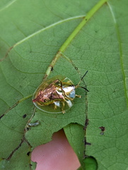 Emdenia maxima