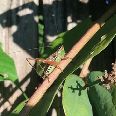 Conocephalus semivittatus