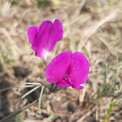 Cologania