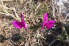 Cologania