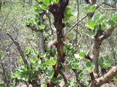 Jatropha neopauciflora
