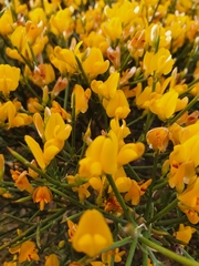Genista acanthoclada